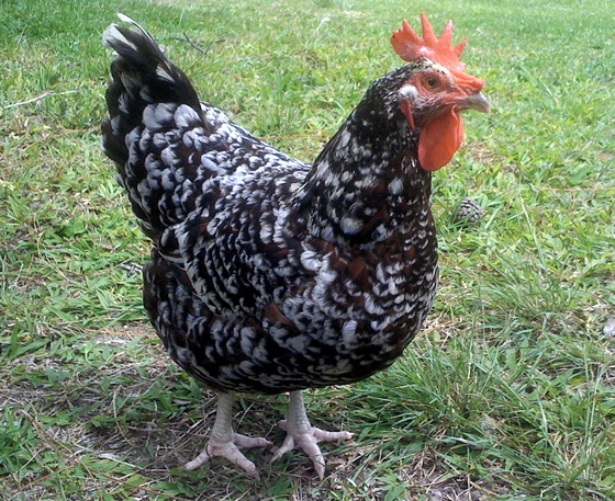 Olde Speckled Hen
