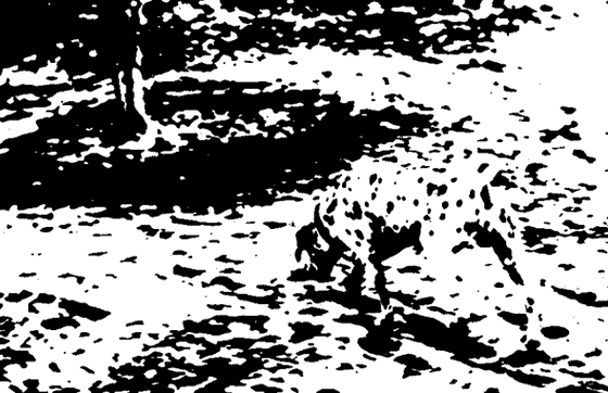 Obscure image of a Dalmatian