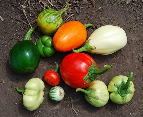 Various eggplants and relatives