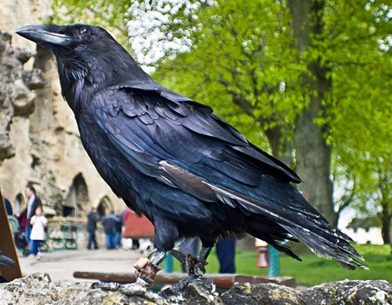 Raven