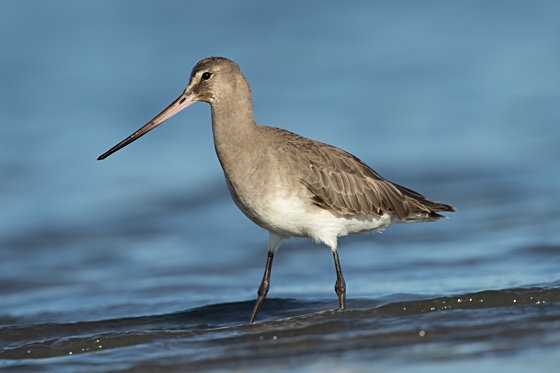 Hudsonian Godwit