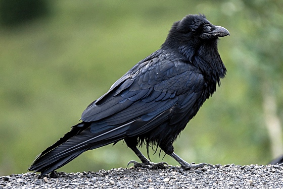 Raven