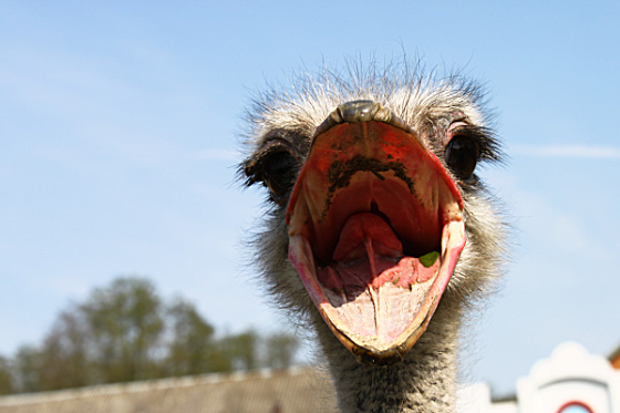 Ostrich