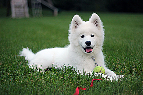 Samoyed