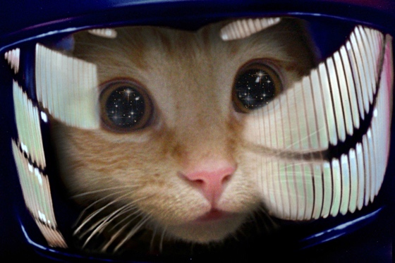 Spaced-out cat in space