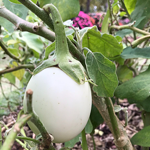 White eggplant